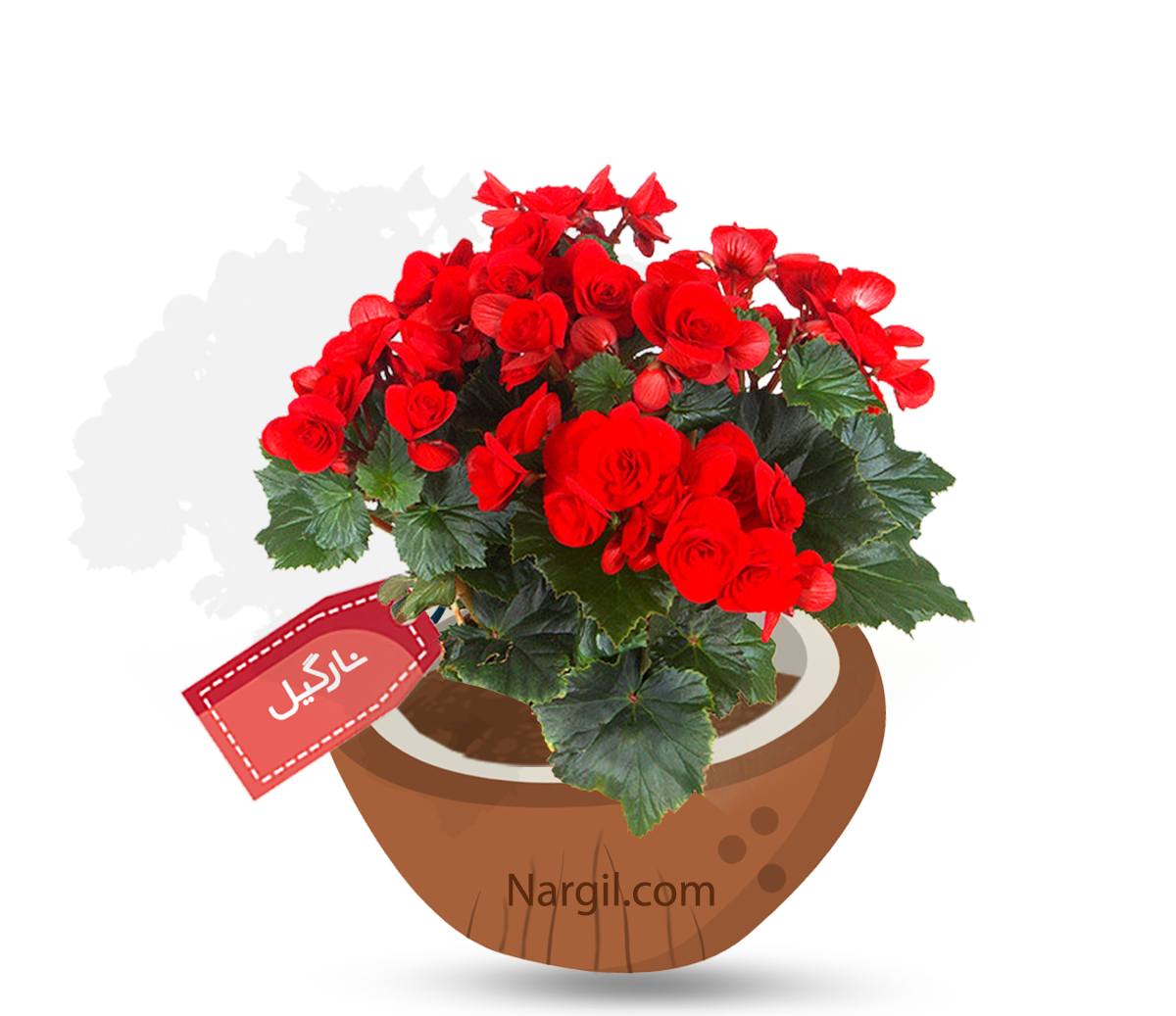  Nargil - Tuberous Begonias